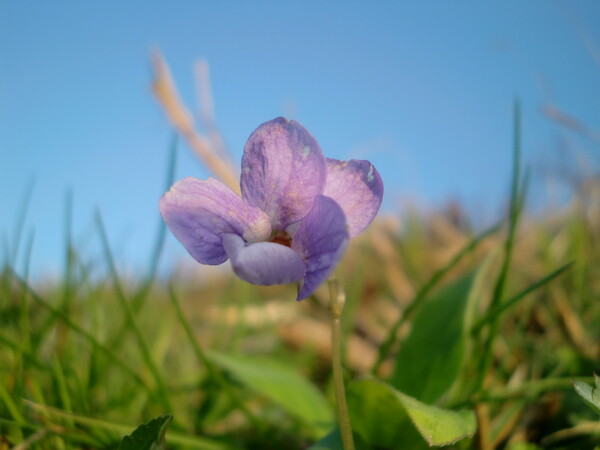 田の畦にはえた紫のすみれ