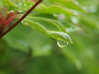 雨上がり