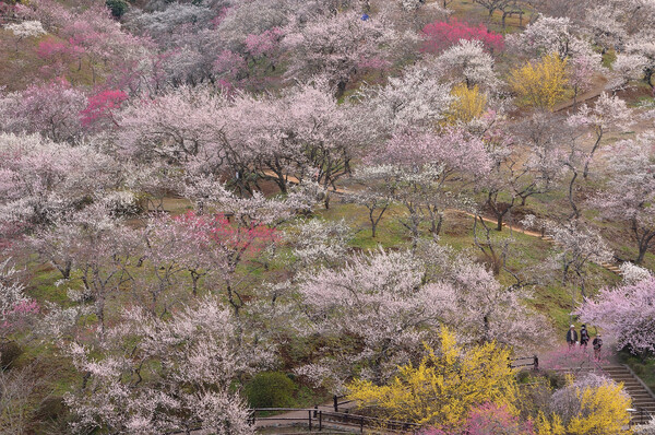 桜の季節ですが...