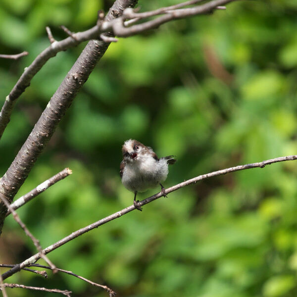 Long-tailed young bird