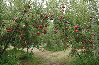 リンゴ園３