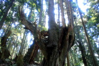 森の株杉