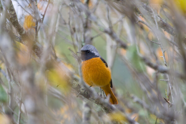宝登山のジョウビタキ