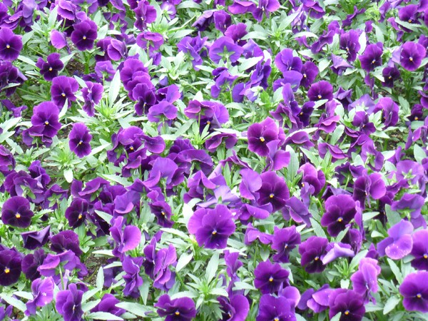 紫パンジー