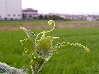 【夏】胡瓜