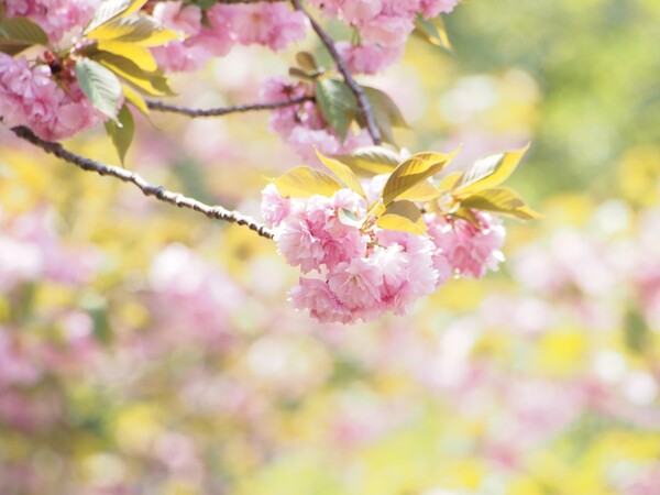 淡・八重桜