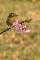 【動感】メジロ来る河津桜