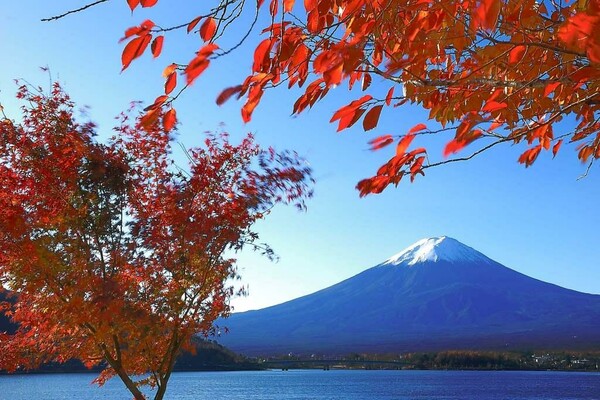 河口湖富士山もみじ狩り