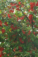 木瓜の花と野鳥