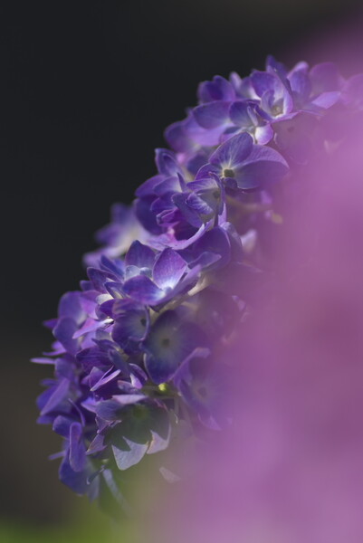 紫陽花の季節2