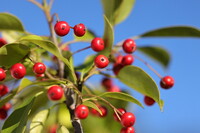 町内のサンライズ