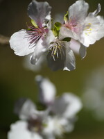 冬桜 OM ZUIKO 50mmF2.0