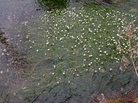 梅花藻 （ばいかも）