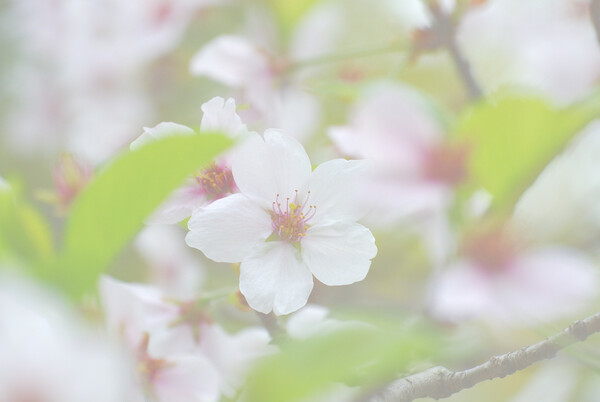 （淡彩）sakura