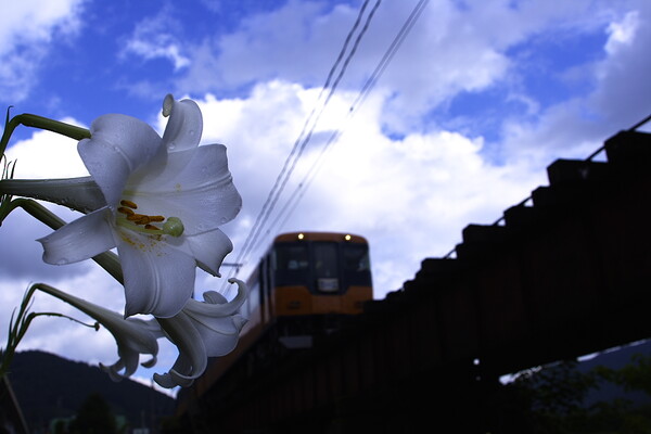 百合と電車