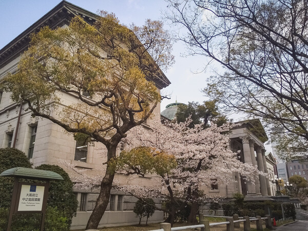 【春景色】中之島図書館桜