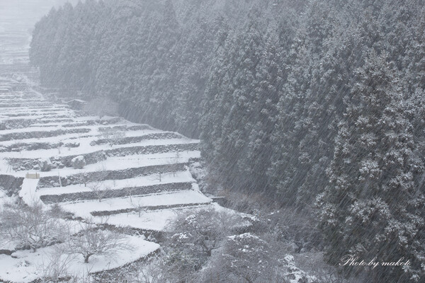 雪降る棚田