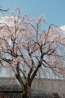 桜寺の山桜