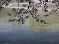 桜、噴水のある風景