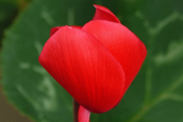 【肌 】赤い花