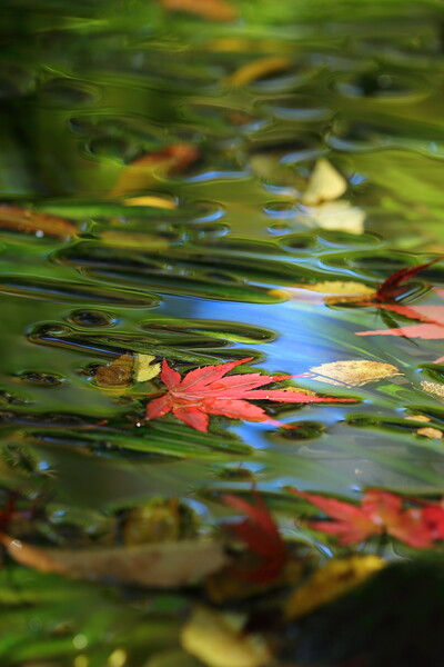 秋色の水面