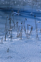 凍るハス池