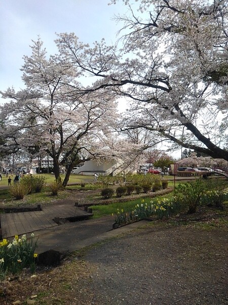 烏ヶ森公園の広場の入口あたりの桜