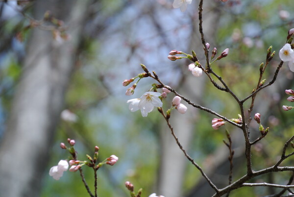 （淡彩）桜