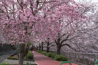 二色の桜その２