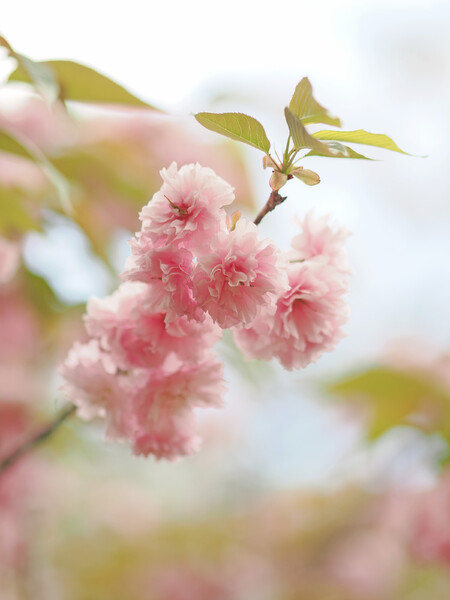 八重の桜６