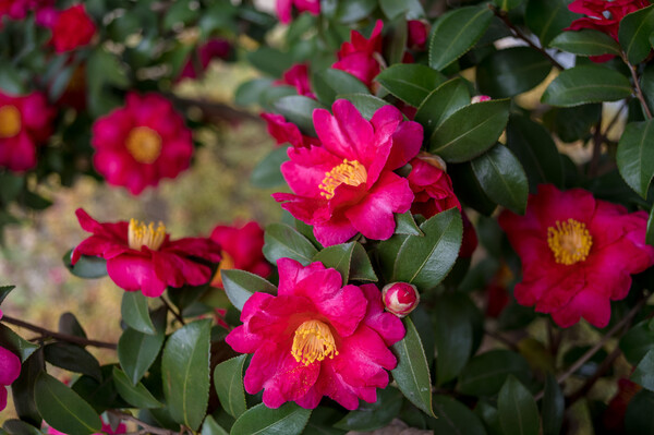 山茶花の艶