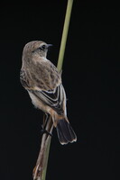 ノービタキ・ノーリターン