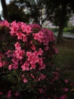 名残のさつき