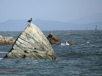 青い海＆可愛い海鳥＆大きな岩