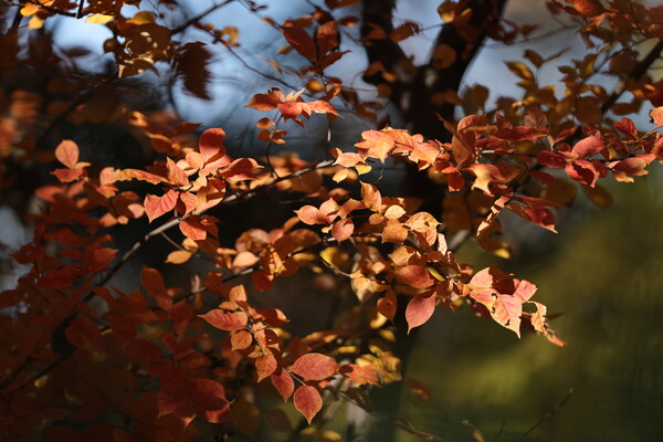 アタシも紅葉