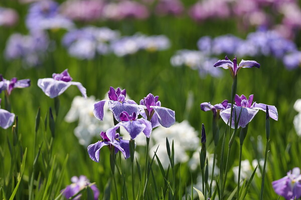 町内の菖蒲園 見頃?