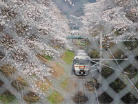 山北の春２