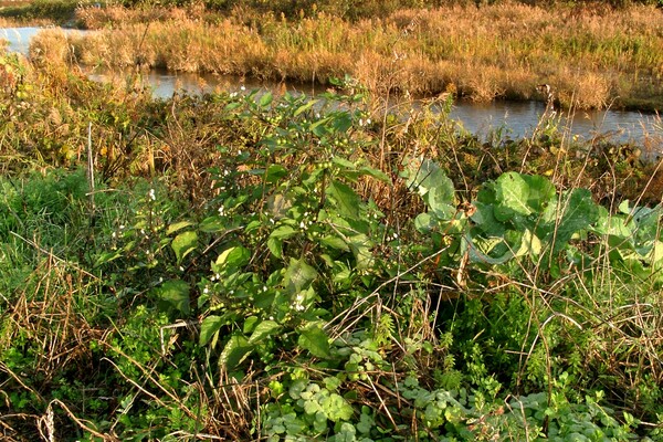 蒲生川と土手の雑草