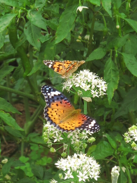二匹の蝶