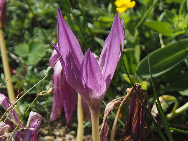 イヌサフランUP