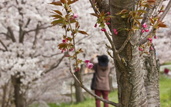 ボタン桜の始まり