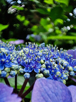 真花