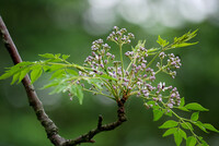 栴檀の花