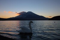 白鳥馴れてました