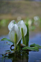 水芭蕉１