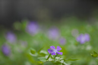 紫つる草