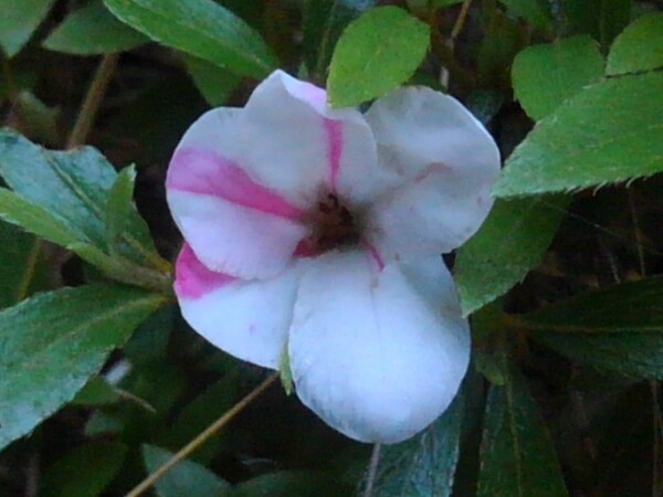 白地にピンクの模様のサツキの花