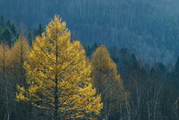 魁夷の森の落葉松