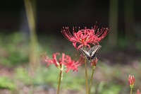 彼岸はやはり曼珠沙華