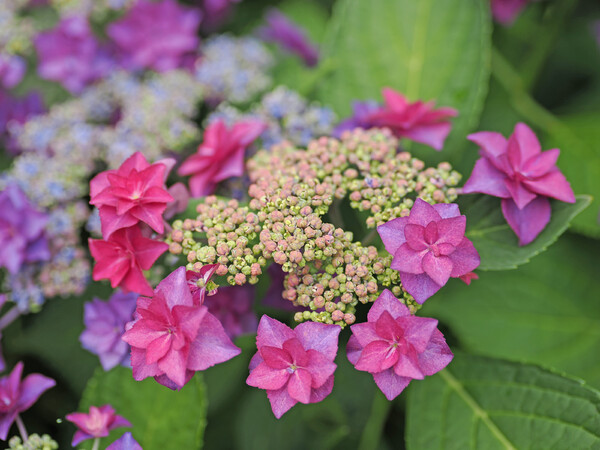 隅田の花火３